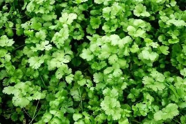 树下也能种蔬菜：蕹菜、苋菜等四种耐阴作物栽培要点
