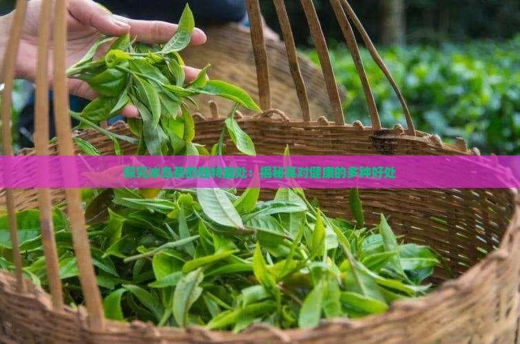 探究冰岛茶的独特益处：揭秘其对健康的多种好处