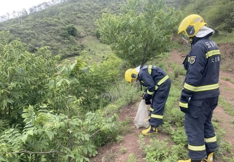 云南发现两种"小青"蛇：黑线乌梢无毒，竹叶青有毒