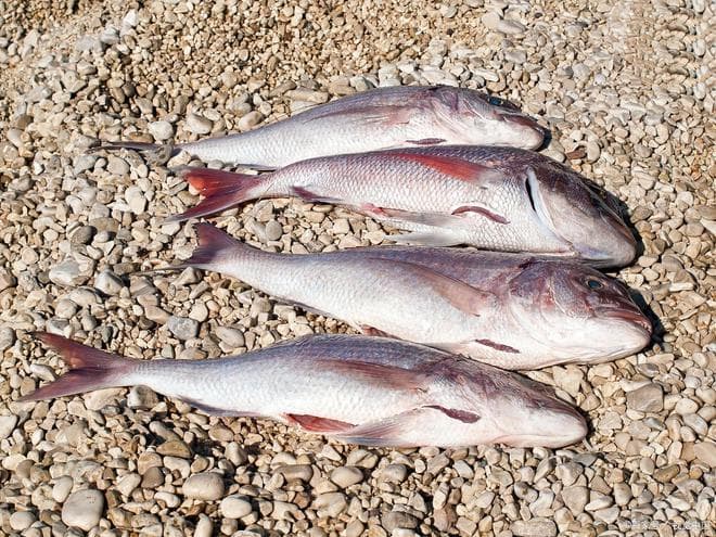 大马哈鱼三种美味做法：清蒸、红烧、煎炸