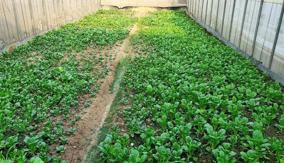 土壤盐分累积影响蔬菜生长！桃改场最新技术找回土地生命力、产量增45%！