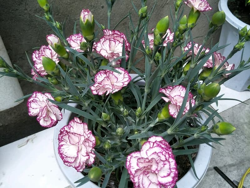 康乃馨从种子到开花多久