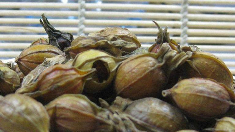 炒栀子的功效与作用、禁忌和食用方法