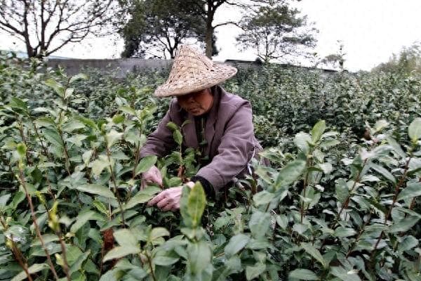 绿茶一年采摘几次？什么时候采摘好？