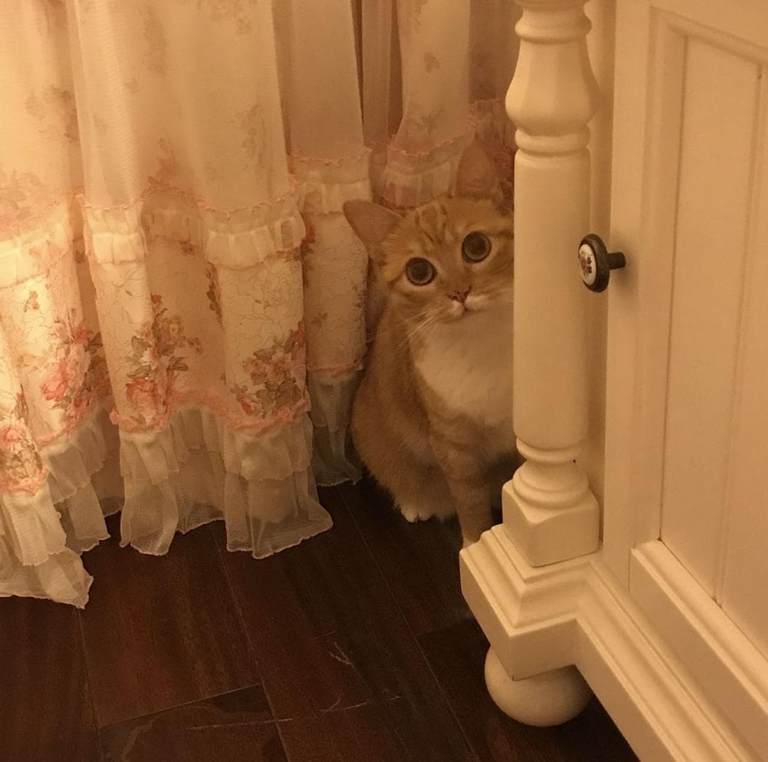 【科普】超详细版自制猫粮配比 常见自制误区竟然辣么多！