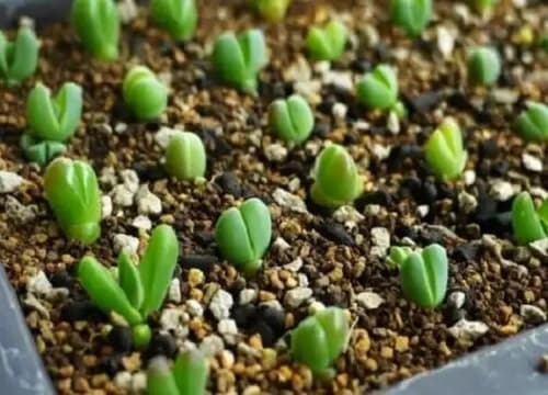 多肉发芽后小苗的养护方法