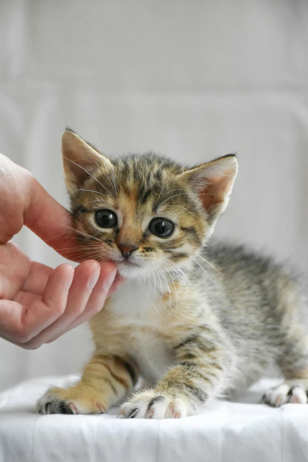被猫抓伤后的十日观察法，你get了吗？
