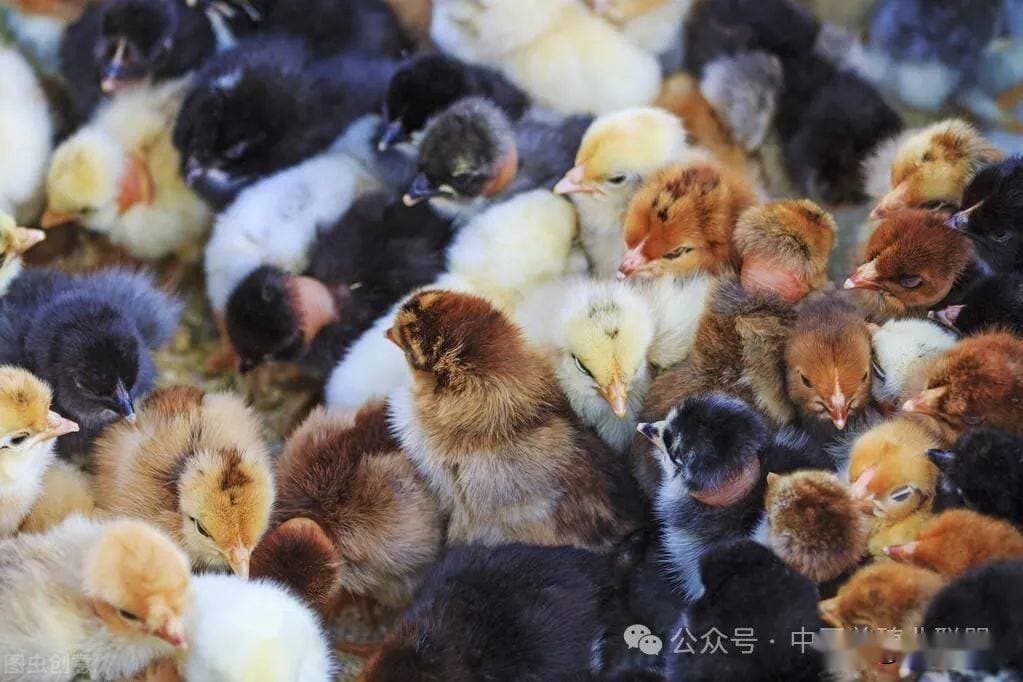 农村人是如何养鸡的？亲身经历，教你养鸡的技术和方法