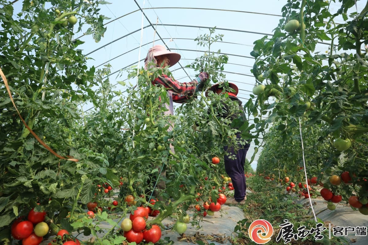 小小西红柿 结出乡村振兴“致富果”