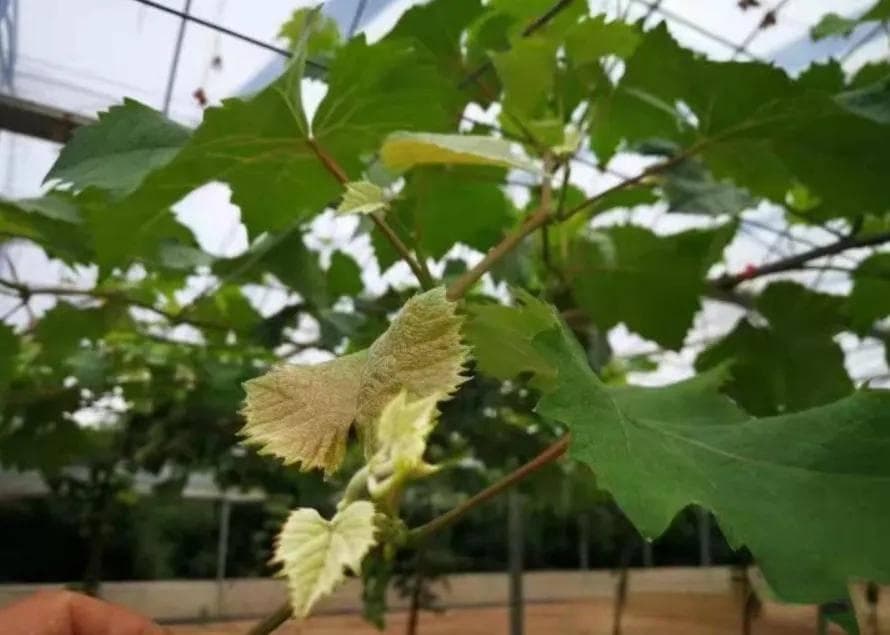葡萄苗木如何选择