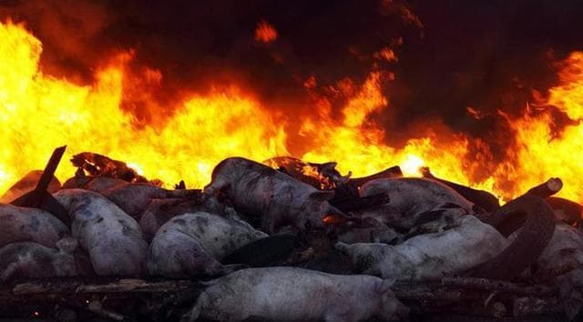 2025首月非洲猪瘟警报：全球近3.5万头猪死亡！疫苗研发进展来了