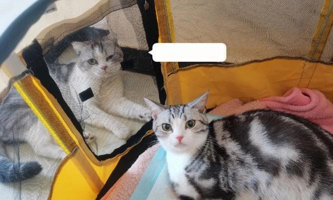 宠物猫咪分娩全程指南：注意事项与解决方案