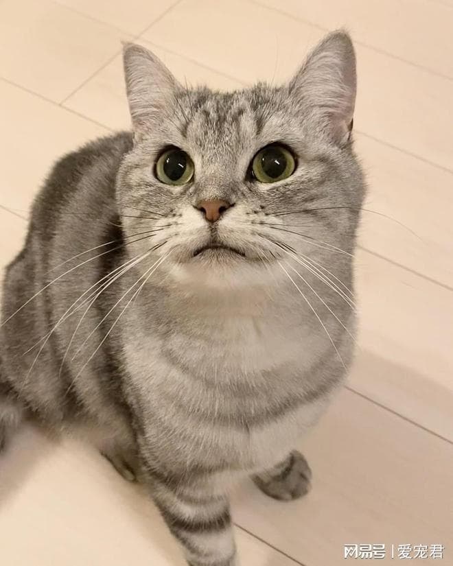 你家猫有多信任你？六项猫咪“信任度”，衡量你和猫咪的感情深度