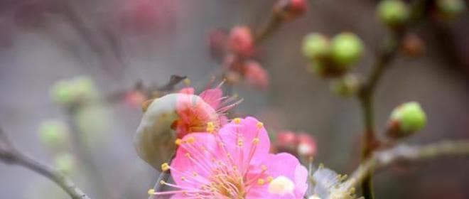梅花象征着什么精神？梅花的精神意义有哪些？