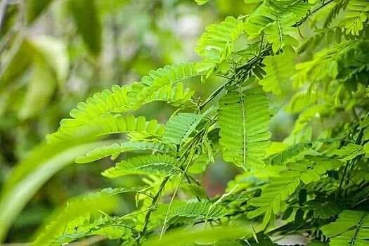 鸡骨草：传统中药在肝病治疗中的应用