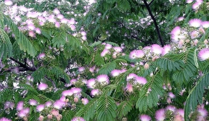 含羞草花语：隐藏在柔弱背后的勇气与韧性