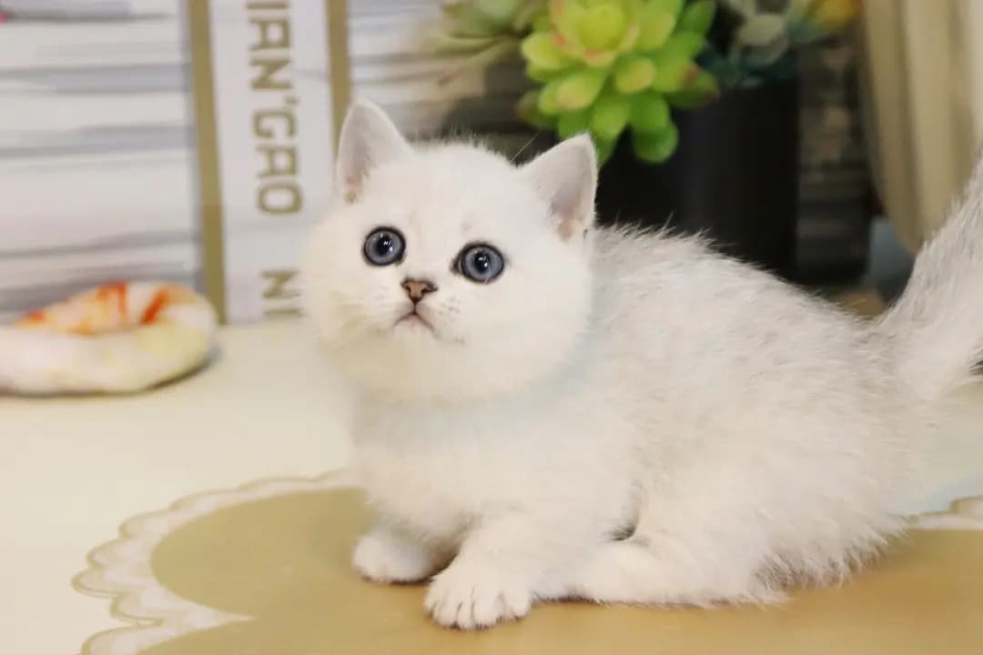 猫咪流泪怎么办？眼药水使用指南