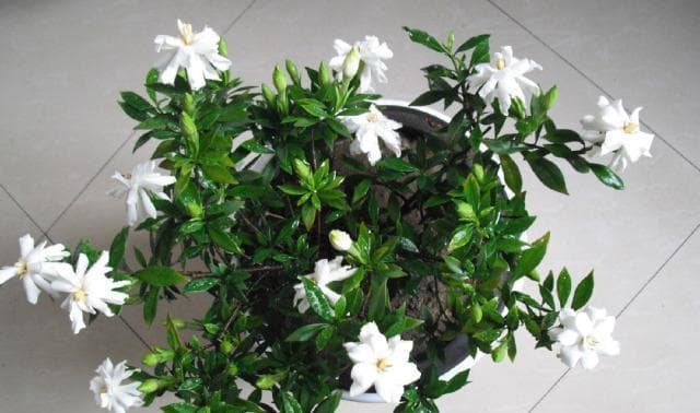 四季栀子的花期规律与栽培管理要点