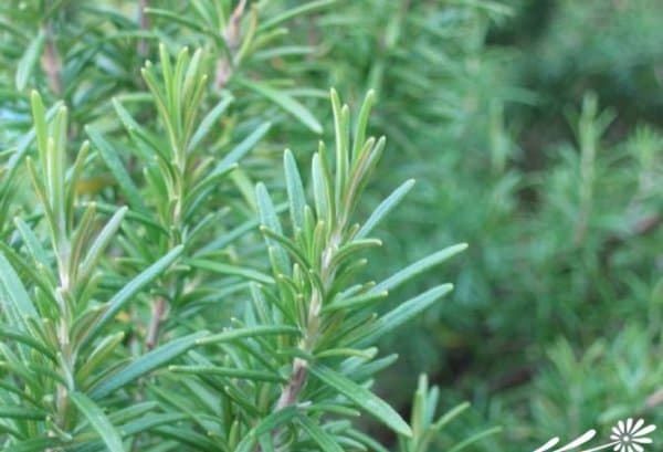 迷迭香的种植方法：从生长习性到病虫害防治