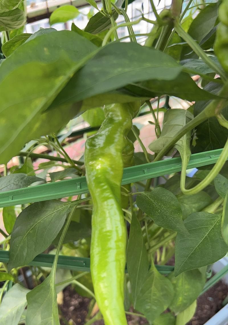 辣椒种子苗盆栽怎么种植？盆栽辣椒的种植技巧有哪些？