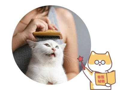 防止猫咪掉毛最有效的 N 种实用方法
