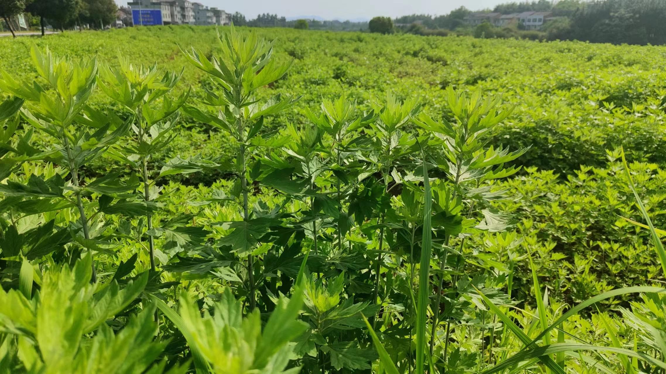 世界上只有两种艾草，一种叫蕲艾，一种叫其他艾