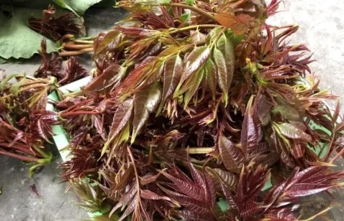 香椿叶含“亚硝酸盐”致癌？教你辨别真伪，安全享用这道春季美味