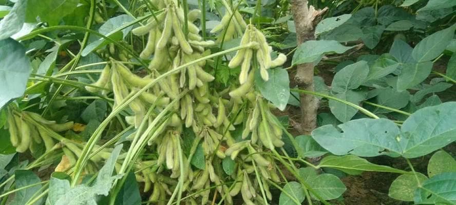 大豆种子选购指南：从品种选择到种植技巧全解析