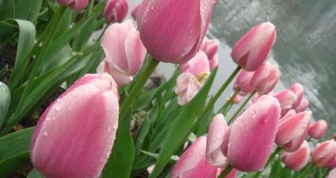 郁金香花语：一朵花背后的深情和寓意