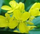 油菜花的花语：解读油菜花的文化内涵与历史发展