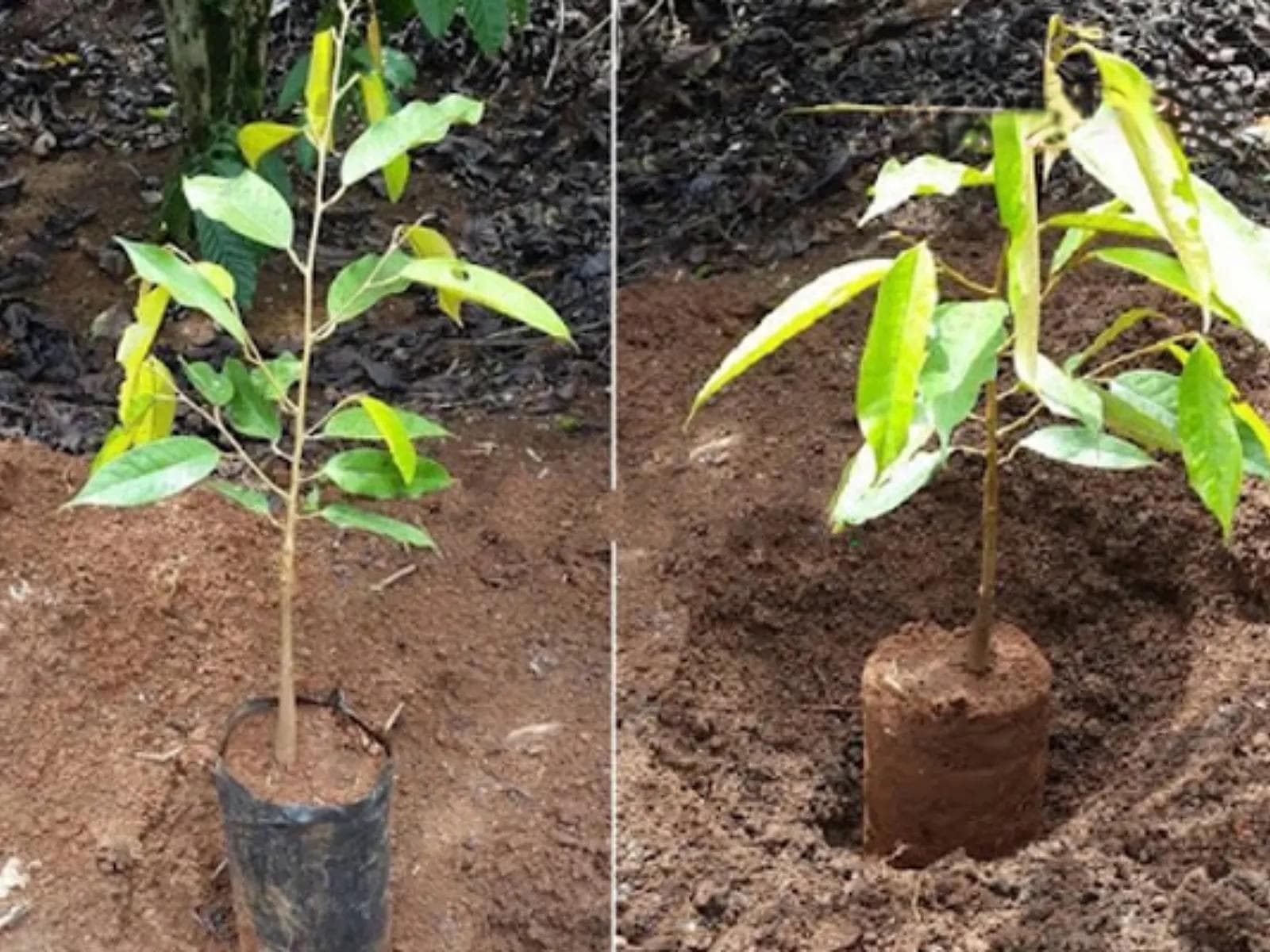 榴莲树护理技术：从种植到收获的全面指南