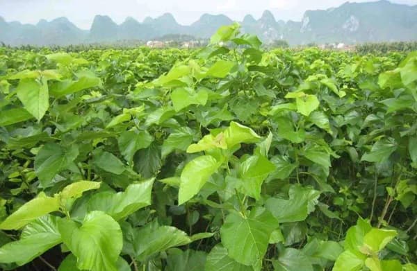 桑树种植前景分析：利润、风险与市场价格