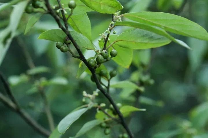 贵州名菜酸汤鱼制作全攻略：从酸汤到蘸水的6大关键