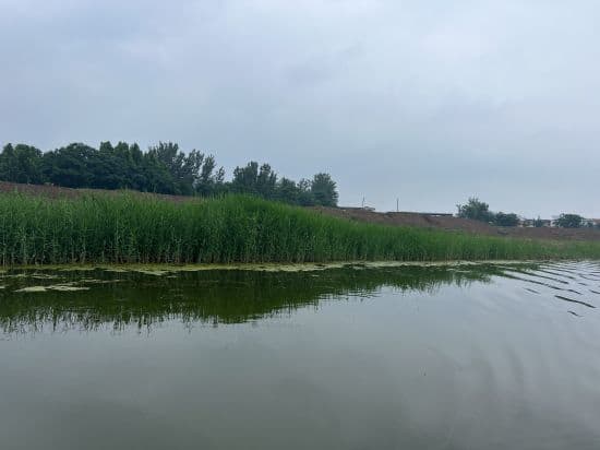 河道绿化中关于水生植物种植的重要作用