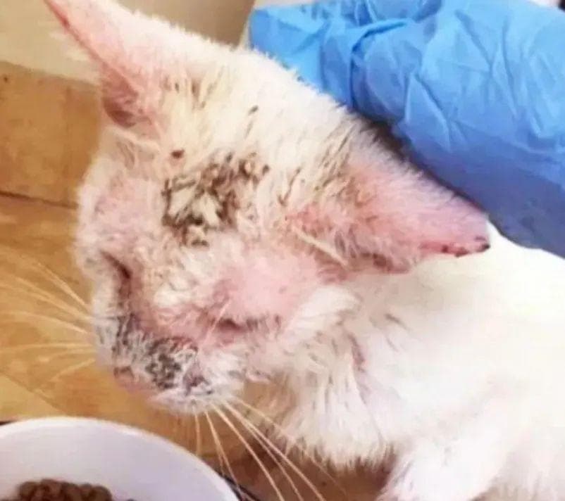猫猫容易被误诊的皮肤病——落叶型天疱疮