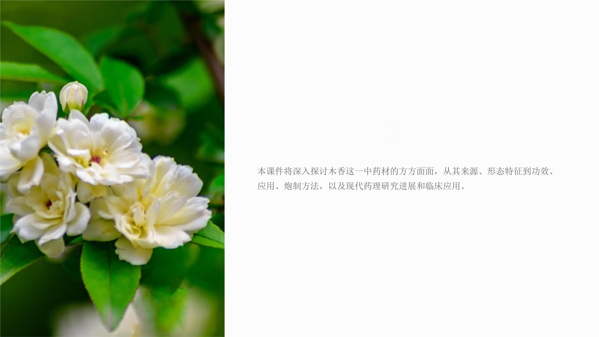 《中药学木香》课件