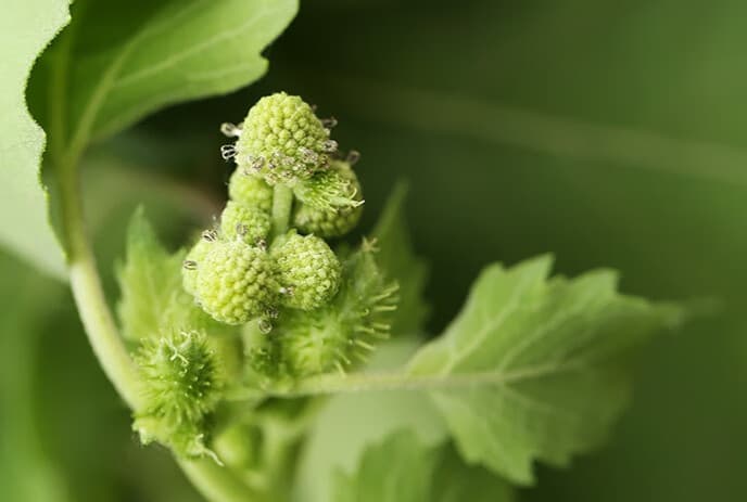 苍耳子：让女生狗狗都怕的植物竟是鼻炎良药