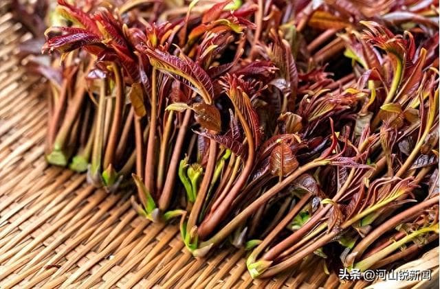 入春后经常吃红香椿的人，不出3个月，身体或许会有4个变化