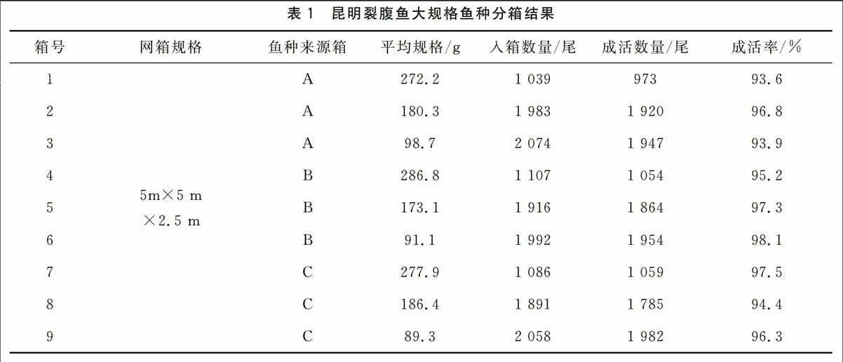 网箱养殖昆明裂腹鱼大规格鱼种分箱技术