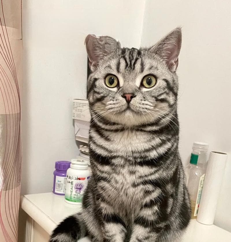 猫咪生病的表现及注意事项：从14个细节发现健康问题