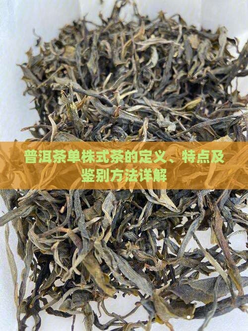 普洱茶单株式茶的定义、特点及鉴别方法详解