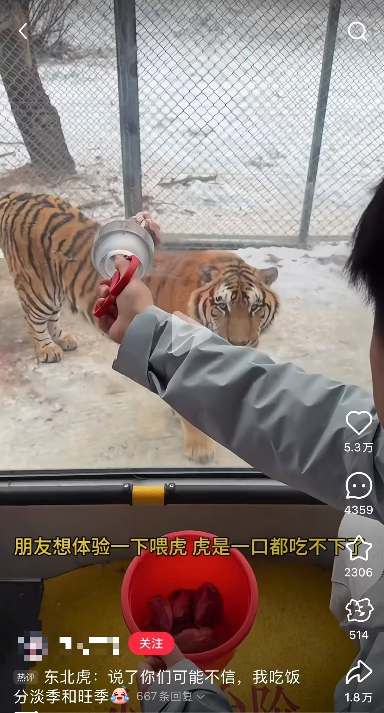 游客称东北虎“撑得走不动道”，园区：老虎都健康，一顿吃50到60斤