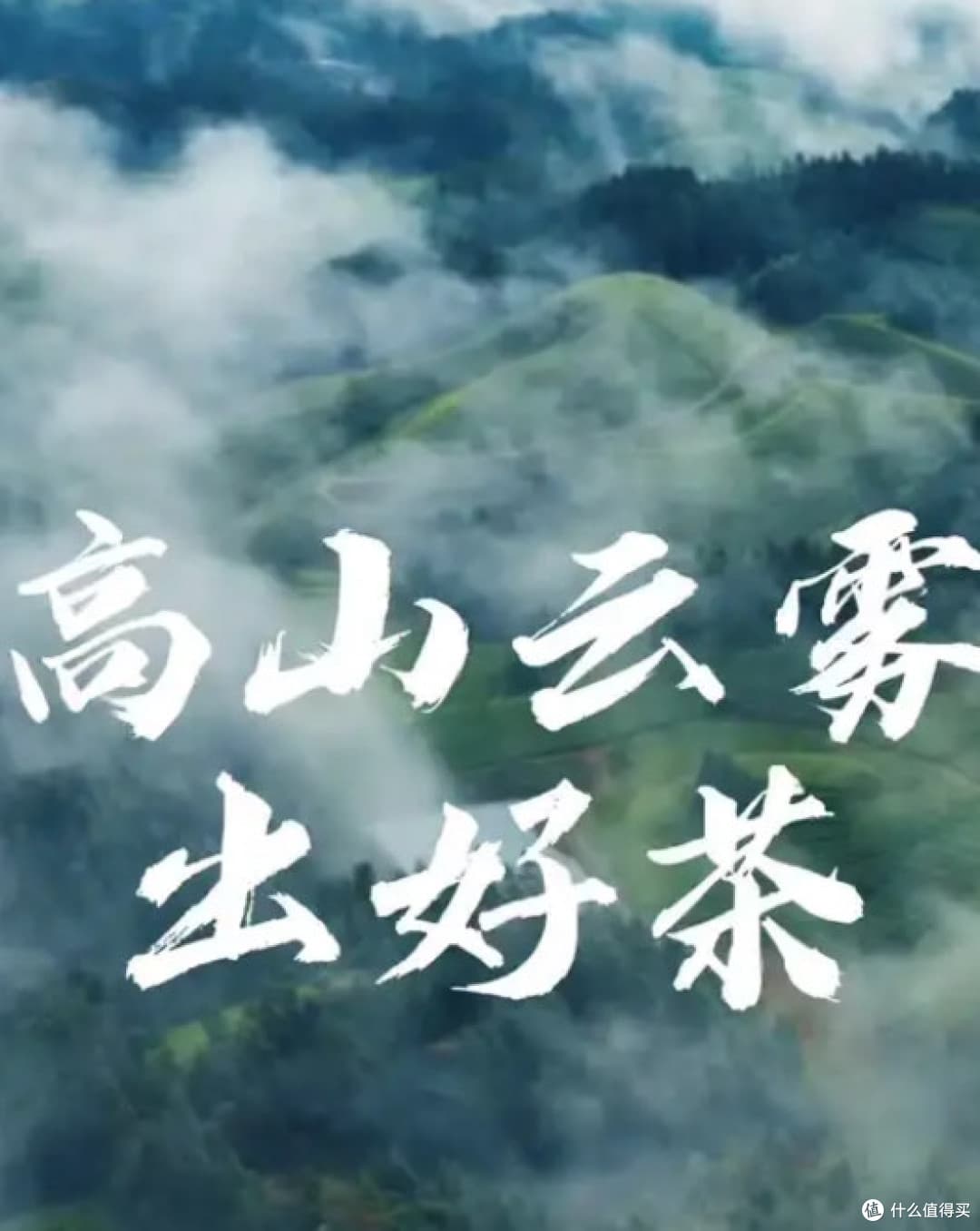 春茶寻香：一杯明前高山云雾绿茶的品鉴之旅