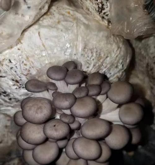 如何保存平菇（平菇保存方法大全，从清洗到冷冻详细解析）
