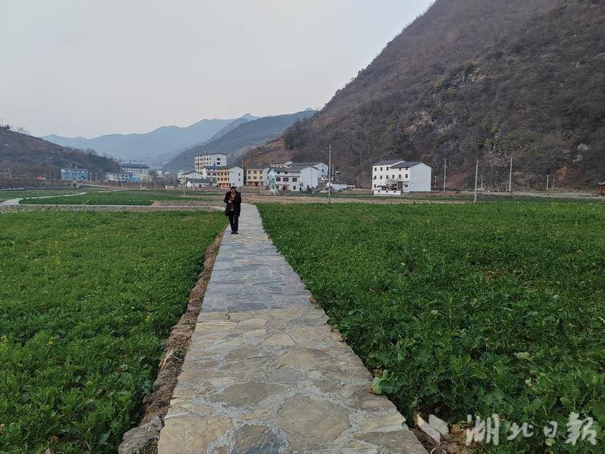 郧西关防乡：油菜管护正当时