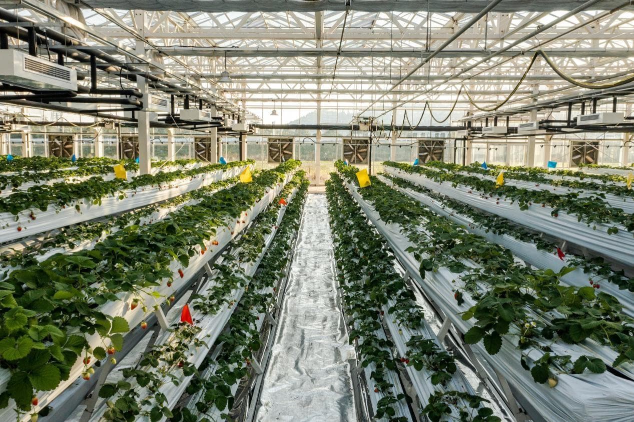 当草莓种植遇上新理念 新农人“孕育好水果”