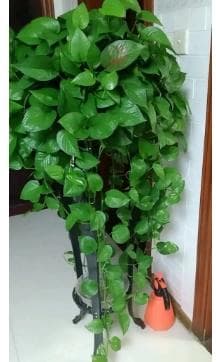 绿萝冬天需要每天浇水吗？（绿萝冬天用不用浇水）