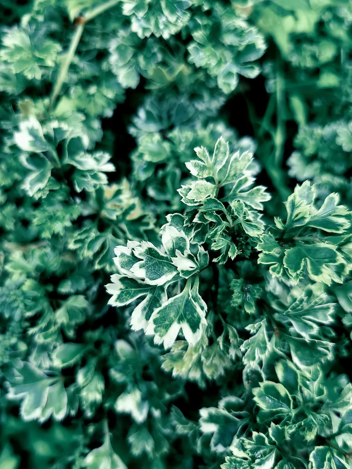 艾草泡脚：舒缓身心的养生秘诀