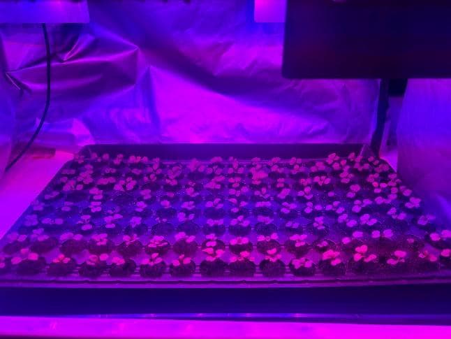 光质处理技术助力贝比生菜增产又提质