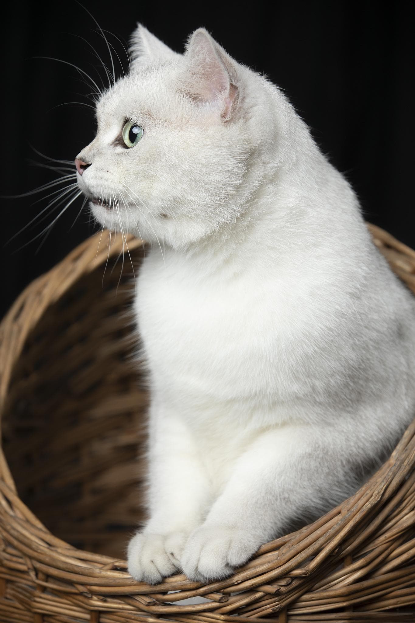 家猫捕猎成功率30%超狮子，软萌刺客为何甘当人类宠物